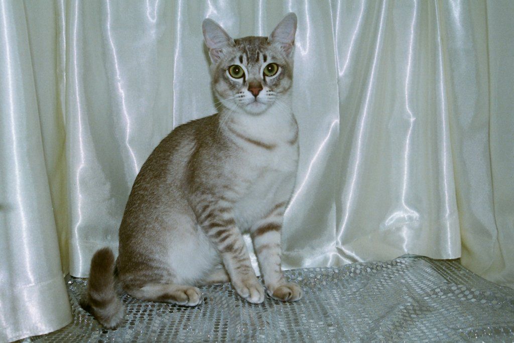 Fotky: Asian Tabby (foto, obrazky)