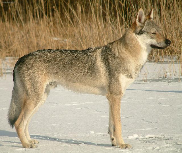 Fotky: eskoslovensk vlk (foto, obrazky)