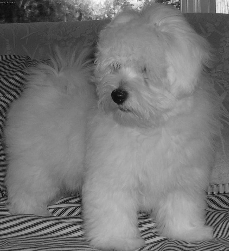 Fotky: Coton de Tulear (foto, obrazky)