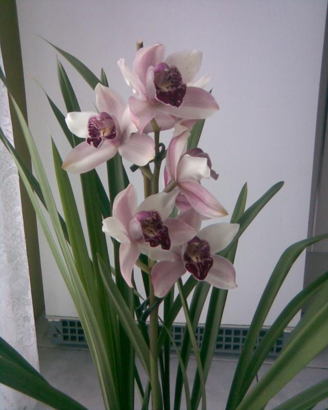 Fotky: Cymbidium (foto, obrazky)