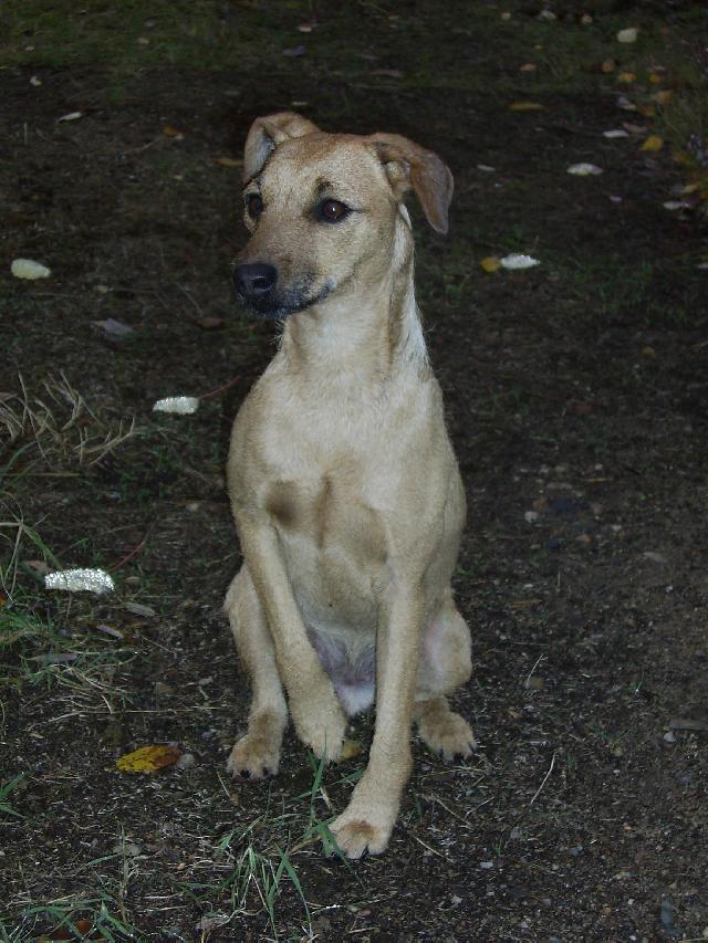 Fotky: Patterdale terir (foto, obrazky)