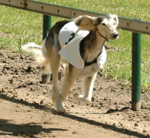 Fotky: Saluki, Persk chrt (foto, obrazky)