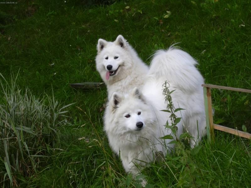 Fotky: Samojed (foto, obrazky)