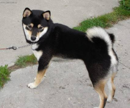 Fotky: Shiba (foto, obrazky)