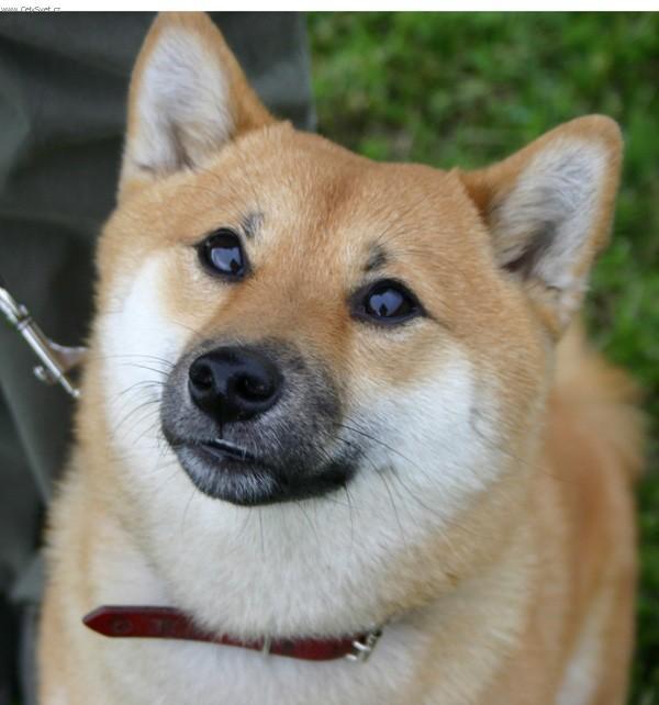 Fotky: Shiba (foto, obrazky)