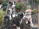 Fotky: Akita-inu (foto, obrazky)