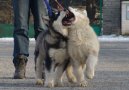 Ps plemena: Velk > Aljask malamut (Alaskan Malamute)