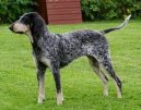 Ps plemena: Loveck > Americk modr gaskosk chrt (American Blue Gascon Hound)