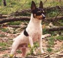 :  > Americk toy-foxterir (American Toy Fox Terrier)