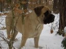 :  > Anglick mastif (English Mastiff)