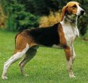 Ps plemena: Honii, barvi a pbuzn plemena > Anglo-francouzsk honi de Petite Venerie (Medium-sized Anglo-french Hound)