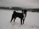 :  > Appenzellsk salanick pes (Appenzeller Sennenhund)