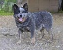 Ps plemena: Ovci a hont psi > Australsk honck pes (Australian Cattledog)