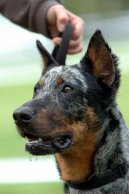 Beauceron