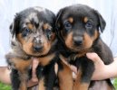 :  > Beauceron (Berger de Beauce, Bauce Shepherd)