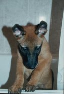 Fotky: Belgick ovk - Malinois (foto, obrazky)