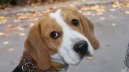 Ps plemena: Honii, barvi a pbuzn plemena > Bgl (Beagle)