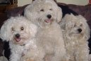 :  > Bionek (Bichon frise)