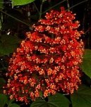 Blahoke, klerodendrum