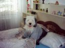 :  > Bobtail (Old English Sheepdog)