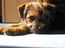 Ps plemena: Terii > Border terir (Border Terrier)