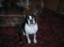 Ps plemena: Spoleensk plemena a toy > Bostonsk terir (Boston Terrier)