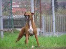 Fotky: Nmeck boxer (foto, obrazky)