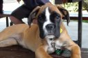 Ps plemena:  > Nmeck boxer (Deutscher Boxer)