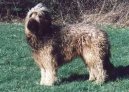 Fotky: Briard (foto, obrazky)