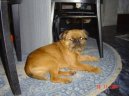 Ps plemena: Spoleensk plemena a toy > Bruselsk grifonek (Griffon Bruxellois, Brussels Griffon)