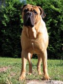 Ps plemena: Pinov, knrai a molossoidn > Bullmastif (Bullmastiff)