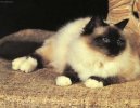 Koky: Krtkosrst > Burma (Sacred Birman Cat)