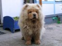 Ps plemena: Primitivn typy a picov > au-au (Chow Chow)