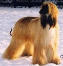 Ps plemena: Velk > Afgnsk pvodn chrt (Afghan Original Hound)