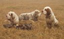 :  > Clumber panl (Clumber Spaniel)