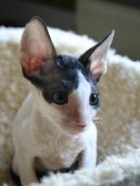 Fotky: Cornish Rex (foto, obrazky)