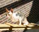 Cornish Rex