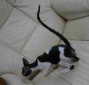 Cornish Rex