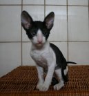 Cornish Rex