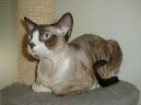 Koky: Aktivn > Devon-rex (Devon Rex Cat)