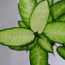 :  > Dieffenbachie mramornatka (Dieffenbachia amoena)