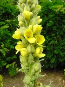 :  > Divizna Velkokvt, Divizna Spovit (Verbascum thapsiforme Schrad., Verbascum phlomoides L)