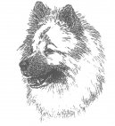 Eurasier