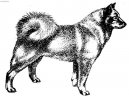 Ps plemena: Primitivn typy a picov > Finsk pic (Finnish Spitz, Suomenpystkorva)