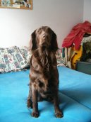 Flat Coated Retriever