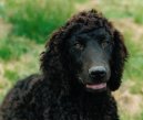 Ps plemena:  > Irsk vodn panl (Irish Water Spaniel)