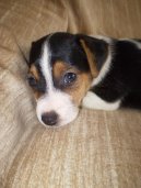 Fotky: Jack Russelv Terir (foto, obrazky)