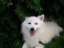 :  > Japonsk pic (Japanese Spitz, Nihon Supittsu)