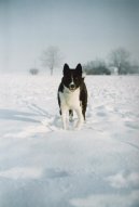 Ps plemena: Seversk > Karelsk medvd pes (Karjalankarhukoira, Karelian Bear Dog)