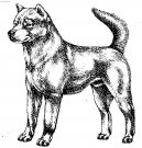 Kishu-Inu